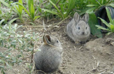 two pygmy rabbits