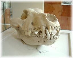 Dire Wolf fossil